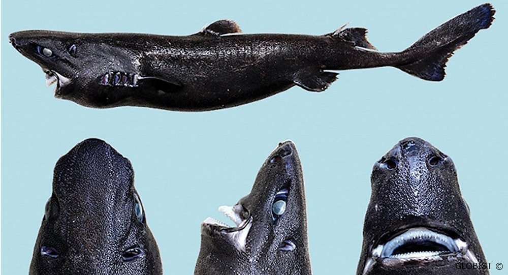 Pazifik: Biologen entdecken neue Art leuchtender Haifische